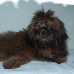KOKO - Shih Tzu