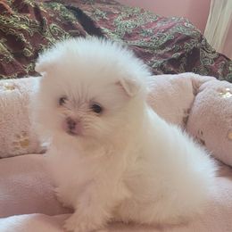 Marshmallow - White male Pomeranian puppy in Riverside, California from Marie's Sweetie Poms