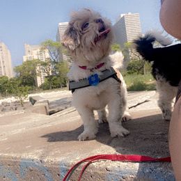 Shih Tzu Puppies from Casa de Santiago