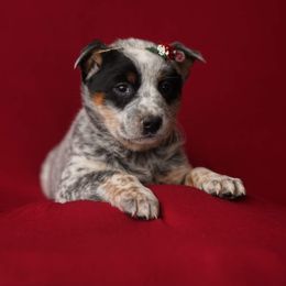 Australian Cattle Dog and Collie Puppies from Blackberry Hills