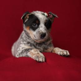 Australian Cattle Dog and Collie Puppies from Blackberry Hills