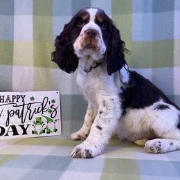 Celia - Liver white and tan female English Springer Spaniel puppy in Crawford, Tennessee from Lilly Lane Spaniels