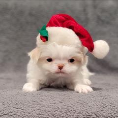 Jerry - Lemon and white male Japanese Chin puppy in Cresthill, Illinois from KonopkaKennelsLLC
