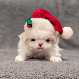 Jerry - Lemon and white male Japanese Chin puppy in Cresthill, Illinois from KonopkaKennelsLLC