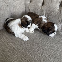Shih Tzu Puppies from Manuel Estevez