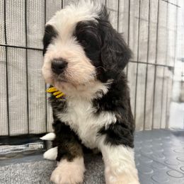 Mr. Scarecrow - Tri-color male Bernedoodle puppy in Hegins, Pennsylvania from Bubbling Springs Doodles, LLC