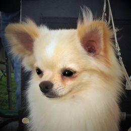 Goody - Chihuahua