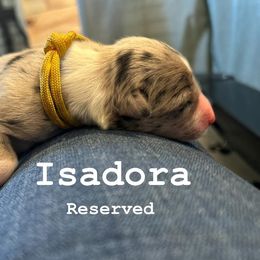 Isadora - Blue merle female Border Collie puppy in Franklin, Maine from Broad Meadow Borders