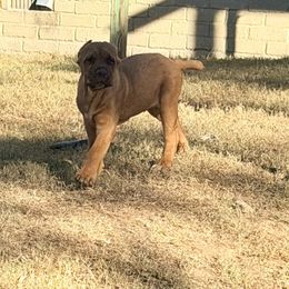 Fawn Male - Fawn male Cane Corso puppy in Snellville, Georgia from A Really Good Kennel