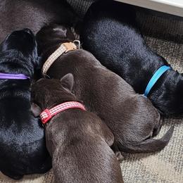 Brown Collar - Chocolate male Labrador Retriever puppy in Boyd, Minnesota from Lindley Labradors