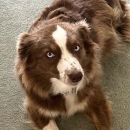 Cate - Miniature Australian Shepherd