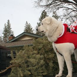 Great Pyrenees All Grown Up from The Yosemite Pyrenees Ranch