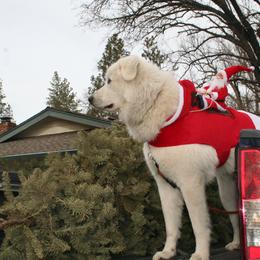 Great Pyrenees All Grown Up from The Yosemite Pyrenees Ranch