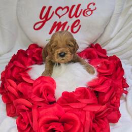 Lucas - Red  male Goldendoodle puppy in Georgetown, Tennessee from Georgetown Designer & Purebred Puppies