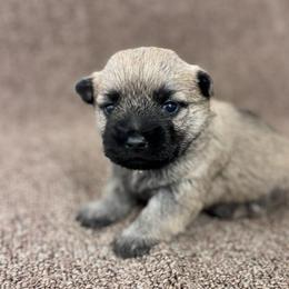 Mitch - Cream male Cairn Terrier puppy in Mountain Grove, Missouri from CreekTop