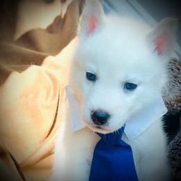 Yuko - White male Siberian Husky puppy in Atlanta, Georgia from Lobban Huskies