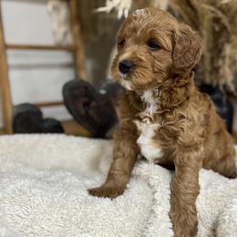 Goldendoodle and Maltipoo Puppies from Jessica's Maltipoo and Goldendoodle