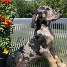 Ontari - Merle Great Dane puppy in Brandon Township, Michigan from DuBord Great Danes