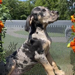 Ontari - Merle Great Dane puppy in Brandon Township, Michigan from DuBord Great Danes