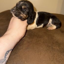 Sina - Black brown and white female Basset Hound puppy in Letcher, Kentucky from Hackers Appalachian Basset Hounds