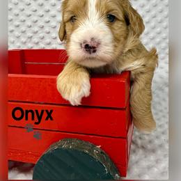 Onyx - Red male Australian Labradoodle puppy in Sacramento, California from Delta Breeze Labradoodles