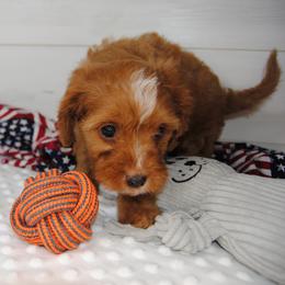 Garnett - Red male Cavapoo puppy in Mountain Grove, Missouri from Dogwood & Sassafras Companions