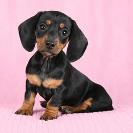 Sweetie - Black and tan female Dachshund puppy in Milroy, Pennsylvania from Not Your Average Weiner