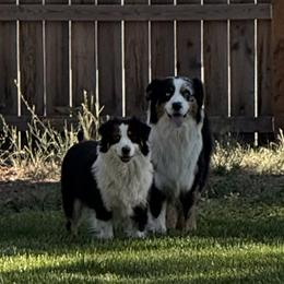 Miniature American Shepherd and Miniature Australian Shepherd All Grown Up from ShawnMarie Davis