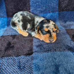Sprinkles - Dapple female Dachshund puppy in Opelika, Alabama from Dachshund Darlins