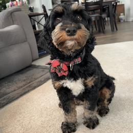Abby - Australian Labradoodle