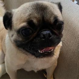 Honda - Pug
