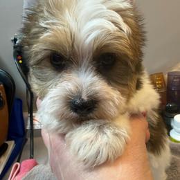 Baby boy - Parti male Yorkipoo puppy in Florence, Kentucky from 4paws4ever by Design