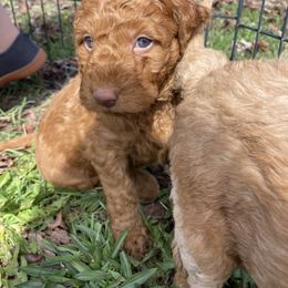 Goldendoodle Puppies from Golden Light Doodles