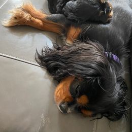 Cavalier King Charles Spaniel Puppies from DunEakins Cavaliers