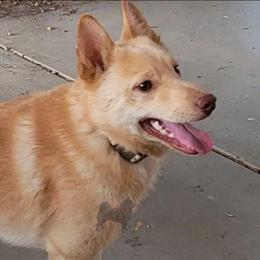 Golden boy -Active - Schipperke
