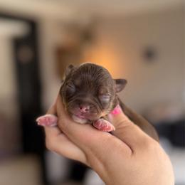 Fawn - Chocolate female Chihuahua puppy in Harrison, Michigan from Cloud9 Chihuahuas