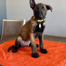 Kenobi (Green) - Black sable male Belgian Malinois puppy in Buckeue, Arizona from Légende Vivante Du Chief Kennel