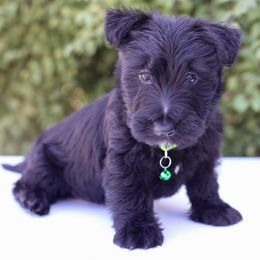 Declan - Black male Scottish Terrier puppy in Mount Joy, Pennsylvania from K&M Kennel