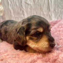 Dolly - Dapple female Dachshund puppy in Jena, Louisiana from Amy’s Mini Doxies