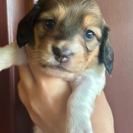 Burrata - Cream female Dachshund puppy in Lincoln, California from ForeversEdge Doxies