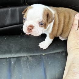 Duke - Red male Boston Terrier puppy in Pierceton, Indiana from Deb's Boston Terriers