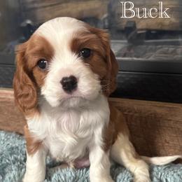 Cavalier King Charles Spaniel Puppies from The Cozy Cavaliers
