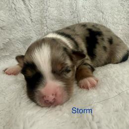 Storm - Blue merle male Australian Shepherd puppy in Blomkest, Minnesota from Meljestic Farms
