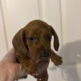 Altima - Red female Dachshund puppy in Conroe, Texas from R&M Dachshunds