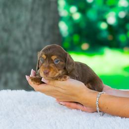 Pua - Chocolate and tan male Dachshund puppy in Fort Myers, Florida from Blossom Paws