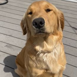 Myrtle - Golden Retriever
