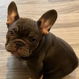 French Bulldog Puppies from Jessie's Frenchies