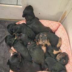 Gordon Setter Puppies from Tom McCleary