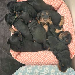 Gordon Setter Puppies from Tom McCleary