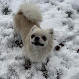 Chihuahuas from April’s Menagerie